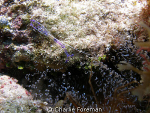 Pederson Shrimp in corkscrew anemone. Taken aboard the UT... by Charlie Foreman 